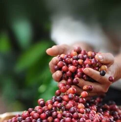 Nescafé Dolce Gusto Cappuccino Capsules - 90 Koffiecups 12 Nescafé Dolce Gusto Cappuccino Capsules - 90 Koffiecups -KoffieLuxe Aanbiedingen Winkel 1190x1200 2