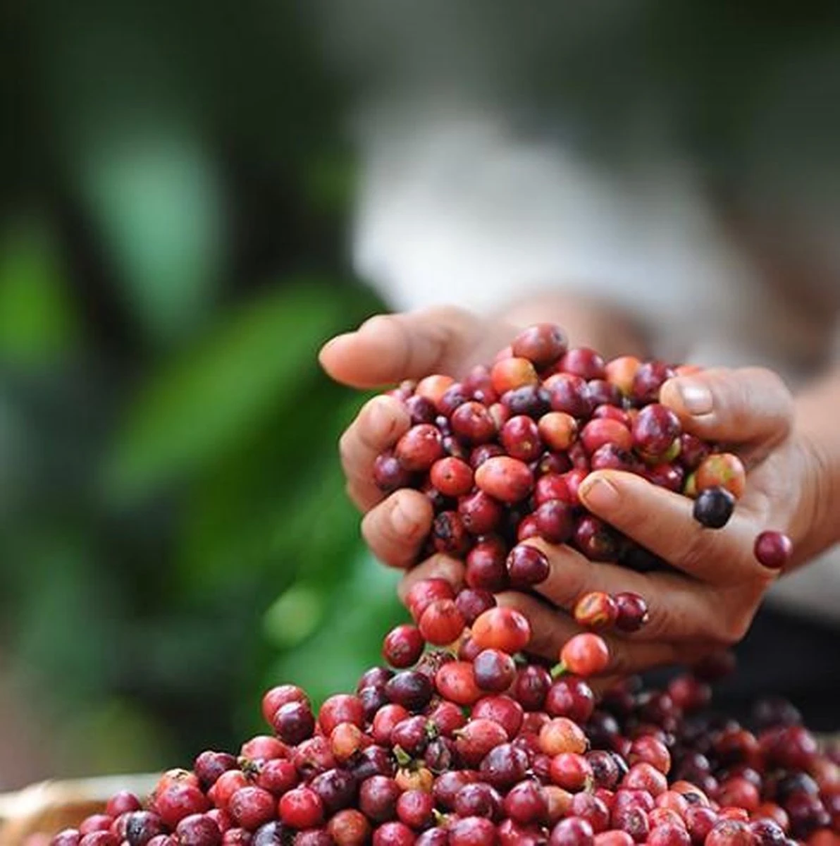 Nescafé Dolce Gusto Cortado Espresso Macchiato Capsules - 90 Koffiecups 7 Nescafé Dolce Gusto Cortado Espresso Macchiato Capsules - 90 Koffiecups - Afbeelding 7