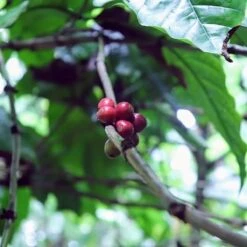 Kopi Luwak Koffie. 35 Gram Ongemalen Bonen. Direct Trade. Single Origin. The Original By Rich.Exclusive. -KoffieLuxe Aanbiedingen Winkel 1200x1200 135