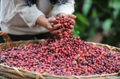 Starbucks Pike Place Medium Roast Koffiebonen - 4 Zakken à 450 Gram -KoffieLuxe Aanbiedingen Winkel 1200x798 3