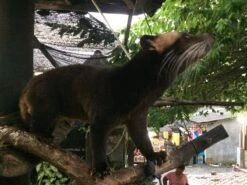 Kopi Luwak Koffie. 35 Gram Ongemalen Bonen. Direct Trade. Single Origin. The Original By Rich.Exclusive. -KoffieLuxe Aanbiedingen Winkel 1200x900 2