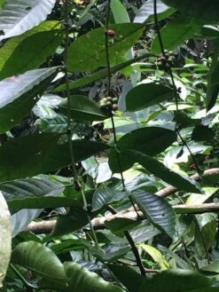 Kopi Luwak Koffie. 35 Gram Ongemalen Bonen. Direct Trade. Single Origin. The Original By Rich.Exclusive. -KoffieLuxe Aanbiedingen Winkel 900x1200 1